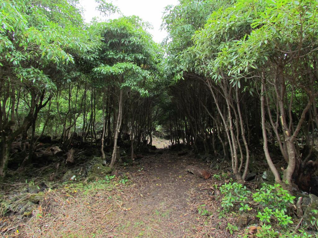 Casas De Campo Housesinpico Prainha  Eksteriør billede
